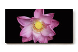 Sinus Art Wandbild 120x80cm Die rosa Blütenblätter vor schwarzem Hintergrund wirken edel, klar und meditativ