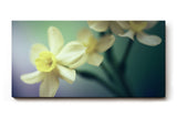 Sinus Art Wandbild 120x80cm Elegante Darstellung von Narzissen – Symbol für Neubeginn und Leichtigkeit
