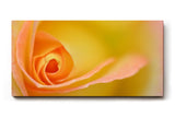 Sinus Art Wandbild 120x80cm Makroperspektive einer gelben Rose – Symbol für Freude, Wärme und Sanftheit