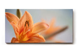 Sinus Art Wandbild 120x80cm Zarte Lilienblüte mit natürlicher Eleganz und floraler Ausdruckskraft