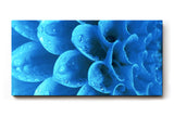 Sinus Art Wandbild 120x80cm Die Tropfen auf der blauen Blüte bringen Frische, Eleganz und Tiefe in den Raum