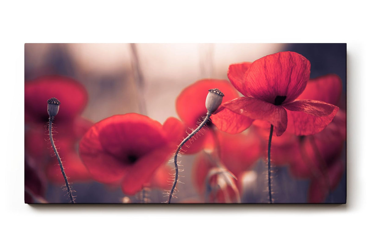 Sinus Art Wandbild 120x80cm Ruhige Szene mit roten Mohnblumen in weicher Unschärfe und natürlichem Licht