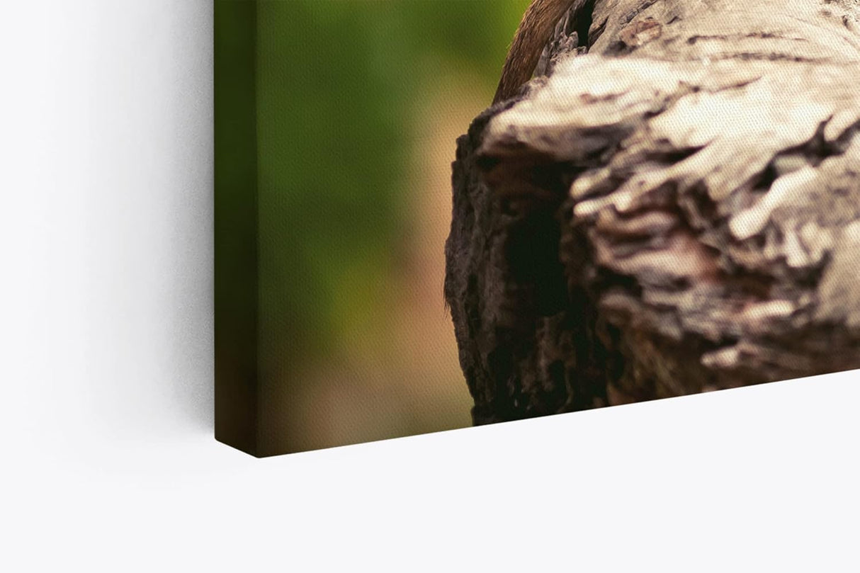 Paul Sinus Wandbild 120x80cm Erdmännchen auf einen Stein Tierfotografie Afrika