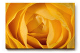 Sinus Art Wandbild 120x80cm Detailreiche Makroaufnahme einer gelben Rose – Symbol für Freundschaft und Freude