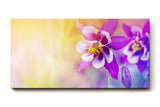 Sinus Art Wandbild 120x80cm Faszinierende Nahaufnahme einer violetten Blüte mit harmonischem Farbverlauf