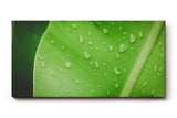 Sinus Art Wandbild 120x80cm Frisches grünes Blatt mit Wassertropfen – Symbol für Reinheit und Natur