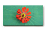 Sinus Art Wandbild 120x80cm Zentrierte rote Zinnienblüte auf grünem Blattmuster – harmonisch, lebendig und modern
