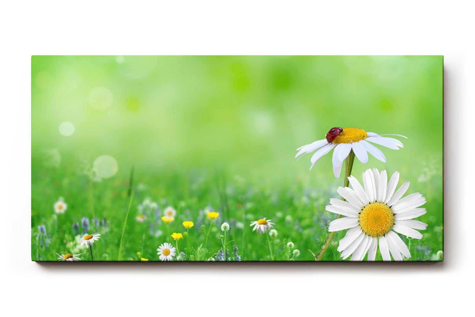 Sinus Art Wandbild 120x80cm Nahaufnahme mit Gänseblümchen und Marienkäfer auf unscharfem Frühlingshintergrund