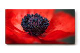Sinus Art Wandbild 120x80cm Starke Nahaufnahme einer offenen roten Mohnblüte mit Fokus auf das tiefschwarze Zentrum