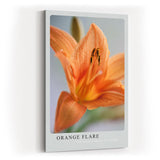 Paul Sinus Kunstdruck 40x60cm Orange Flare Lilie Makro Blume Orange Nahaufnahme Pflanze
