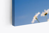 Paul Sinus Wandbild 120x80cm Gänseblümchen Blumen blauer Himmel Sonnenschein Sommer