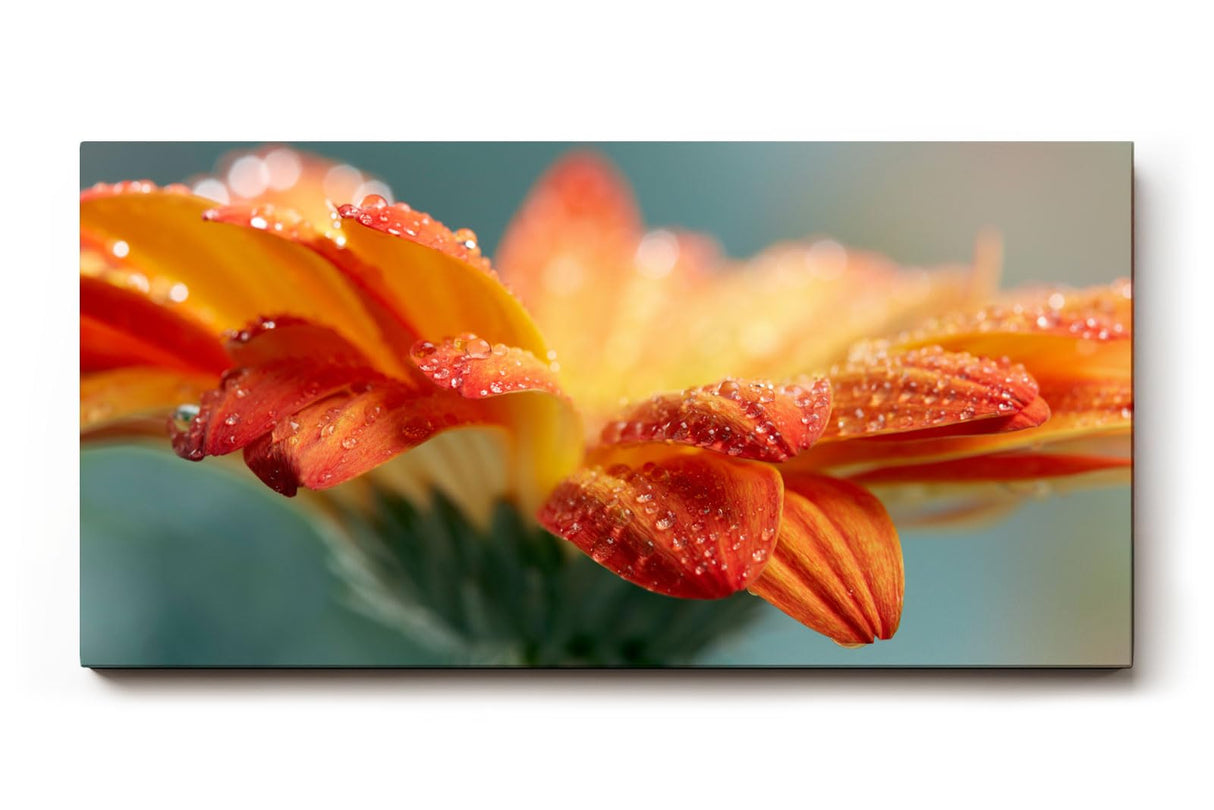 Sinus Art Wandbild 120x80cm Erfrischende Darstellung einer orangefarbenen Blüte mit glitzernden Tropfen