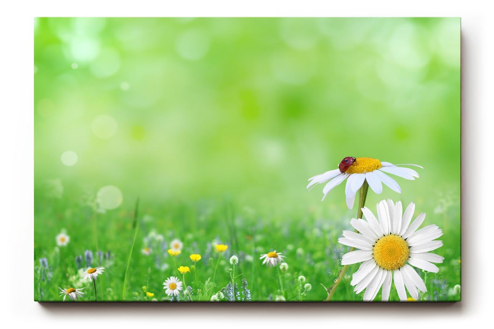 Sinus Art Wandbild 120x80cm Nahaufnahme mit Gänseblümchen und Marienkäfer auf unscharfem Frühlingshintergrund