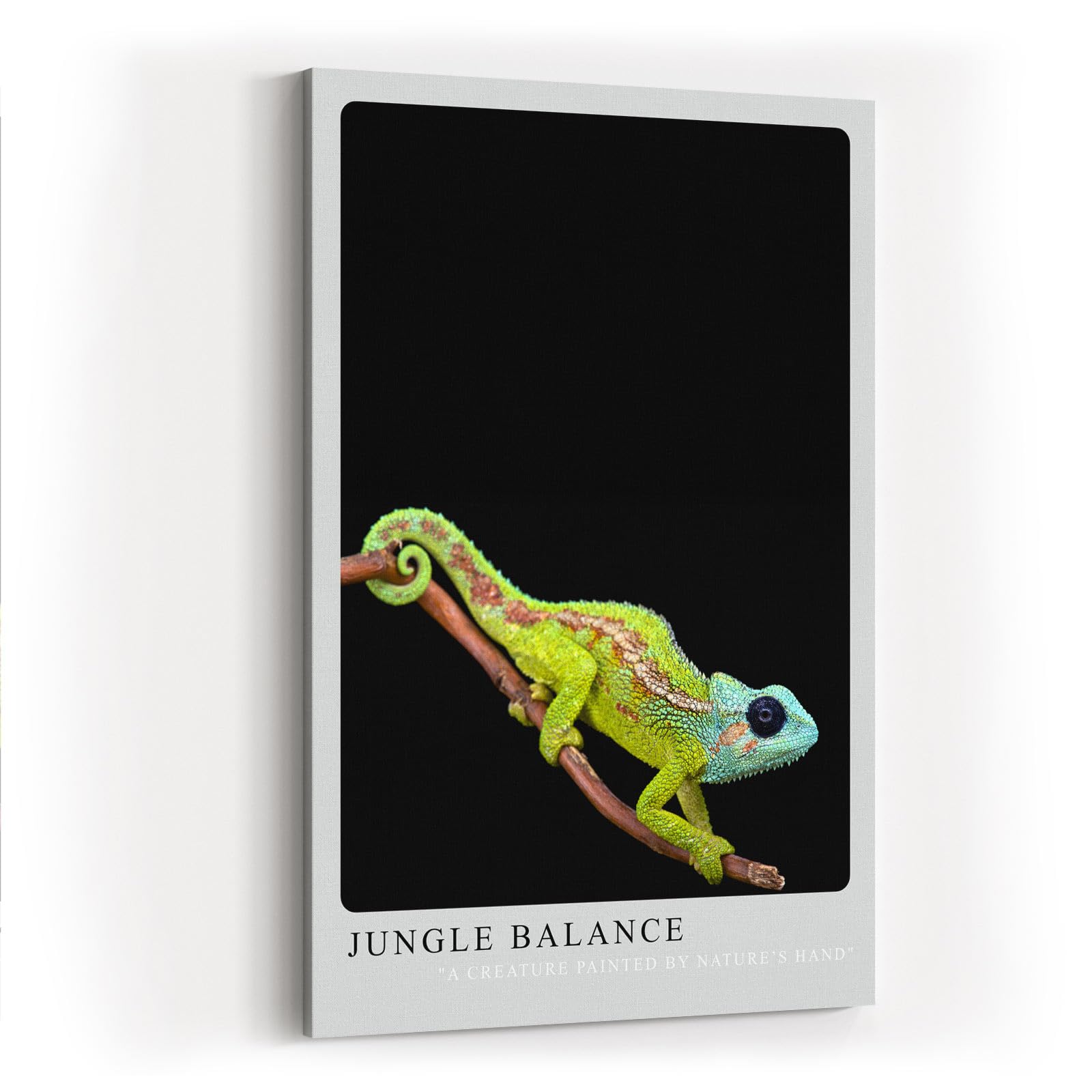 Paul Sinus Kunstdruck 40x60cm Jungle Balance mit Chamäleon auf Ast vor schwarzem Hintergrund