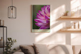 Paul Sinus Wandbild in 40x60cm Petals of the Morning – zarte Nahaufnahme einer pink-violetten Blüte mit Tautropfen für frische Raumakzente