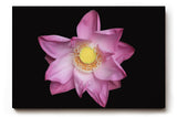 Sinus Art Wandbild 120x80cm Die rosa Blütenblätter vor schwarzem Hintergrund wirken edel, klar und meditativ