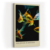 Paul Sinus Kunstdruck 40x60cm Goldfish in Motion – Elegante Goldfische in lebendiger Bewegung auf schwarzem Grund