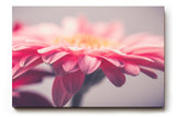 Sinus Art Wandbild 120x80cm Anmutige Nahaufnahme einer rosa Gerbera mit weichen Lichtverläufen