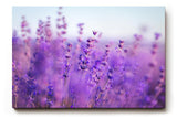 Sinus Art Wandbild 120x80cm Duftender Lavendel in sanften Lila- und Blautönen mit weichem Hintergrund
