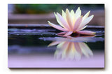 Sinus Art Wandbild 120x80cm Zartrosa Seerose auf dunklem Wasser mit Reflexion – ruhig, edel und harmonisch