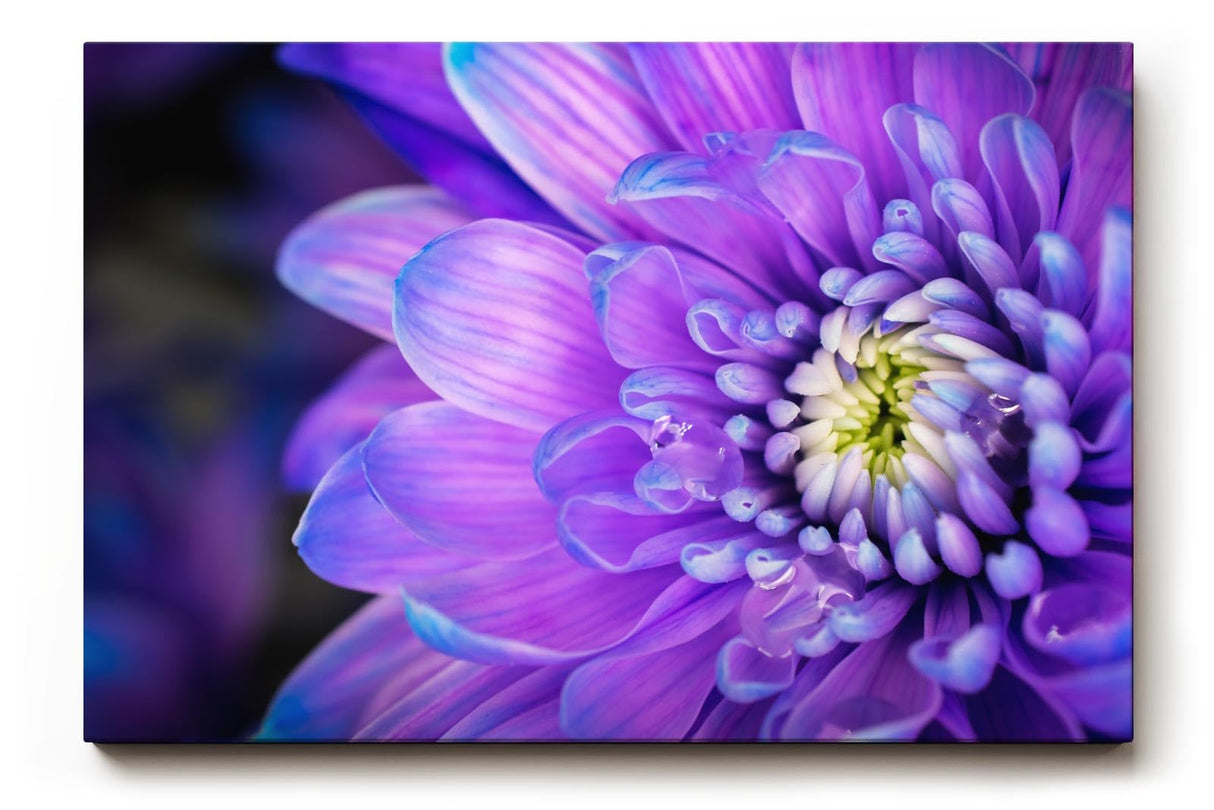 Sinus Art Wandbild 120x80cm Violettblaue Blüte mit hellem Zentrum – elegant, beruhigend und farbstark