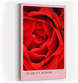 Paul Sinus Kunstdruck 40x60cm Scarlet Bloom – Rote Rosenblüte in Makroaufnahme mit eleganter Form und samtiger Textur