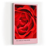 Paul Sinus Kunstdruck 40x60cm Scarlet Bloom – Rote Rosenblüte in Makroaufnahme mit eleganter Form und samtiger Textur