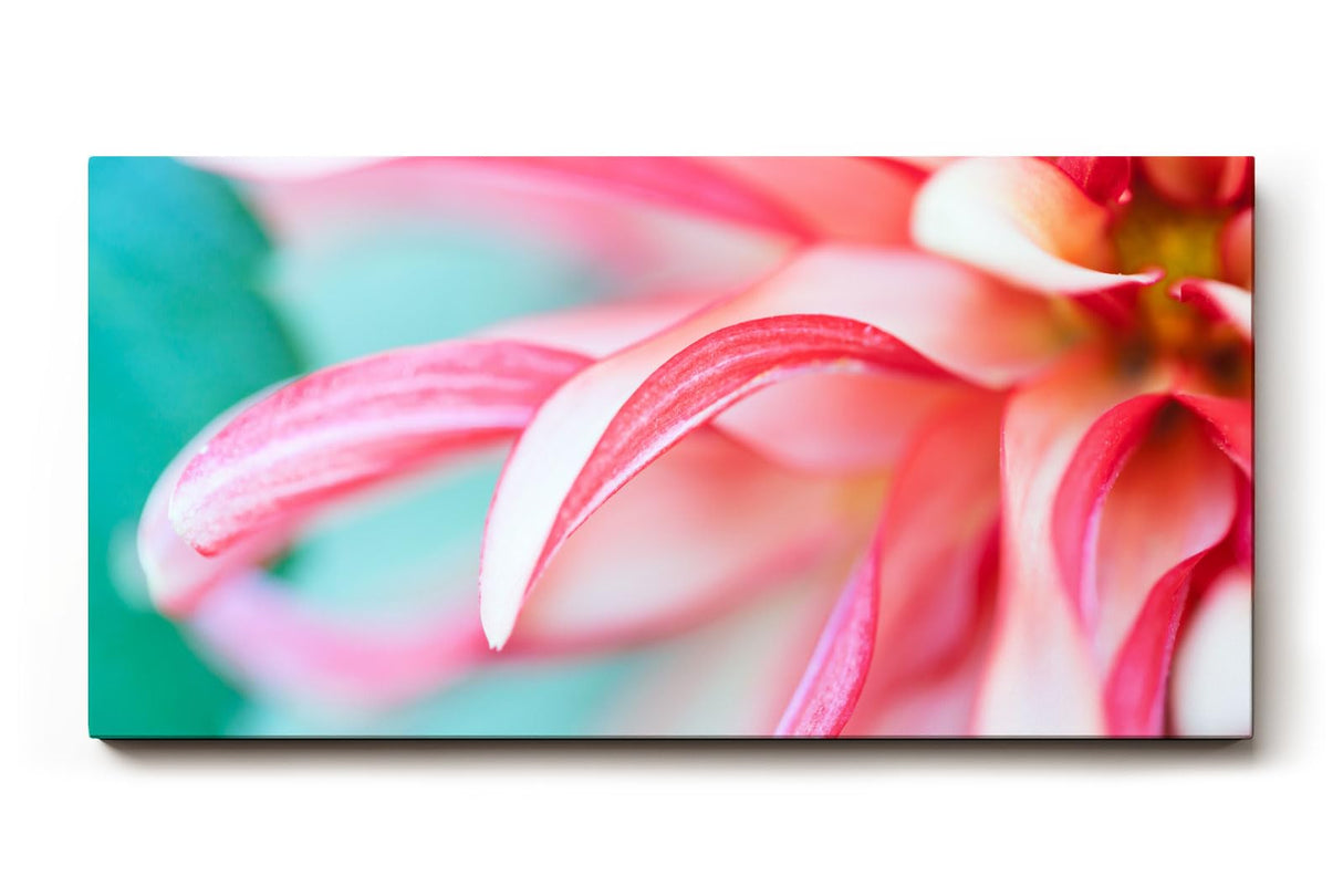 Sinus Art Wandbild 120x80cm Detailreiche Nahaufnahme einer rosafarbenen Dahlie mit geschwungenen Blütenblättern
