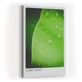 Paul Sinus Kunstdruck 40x60cm Lime Leaf Tropfen Blatt Grün Natur Makro Minimalismus