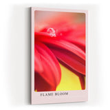 Paul Sinus Kunstdruck 40x60cm Flame Bloom Rote Blume Wassertropfen Makro Nahaufnahme Detail