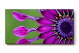 Sinus Art Wandbild 120x80cm Ausdrucksstarkes Blütendesign mit einzigartiger Form und intensiver Farbgebung