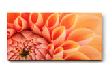 Sinus Art Wandbild 120x80cm Elegante Blütenkomposition in Apricot mit weichen Übergängen und lebendiger Struktur