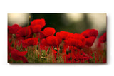 Sinus Art Wandbild 120x80cm Leuchtend rote Mohnblumen im weichen Licht – symbolstark, lebendig und zeitlos