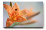 Sinus Art Wandbild 120x80cm Zarte Lilienblüte mit natürlicher Eleganz und floraler Ausdruckskraft