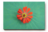 Sinus Art Wandbild 120x80cm Zentrierte rote Zinnienblüte auf grünem Blattmuster – harmonisch, lebendig und modern
