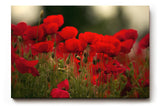 Sinus Art Wandbild 120x80cm Leuchtend rote Mohnblumen im weichen Licht – symbolstark, lebendig und zeitlos