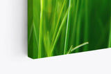 Paul Sinus Wandbild 120x80cm Gras Grashalme Grün Natur Nahaufnahme Wiese