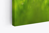 Paul Sinus Wandbild 120x80cm Grüne Wiese Blumen Löwenzahn Wildblumen Sommer
