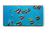 Sinus Art Wandbild 120x80cm Schwarm eleganter Bannerfische in natürlicher Bewegung – faszinierendes Meeresmotiv
