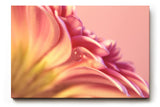 Sinus Art Wandbild 120x80cm Zartrosa Blütenstruktur mit transparentem Tautropfen – ruhig, romantisch und poetisch