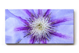 Sinus Art Wandbild 120x80cm Detailreiche Darstellung einer Clematisblüte in Violett mit weißem Zentrum