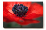 Sinus Art Wandbild 120x80cm Starke Nahaufnahme einer offenen roten Mohnblüte mit Fokus auf das tiefschwarze Zentrum