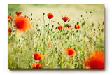 Sinus Art Wandbild 120x80cm Rote Mohnblumen im weichen Gegenlicht – luftig, lebendig und romantisch