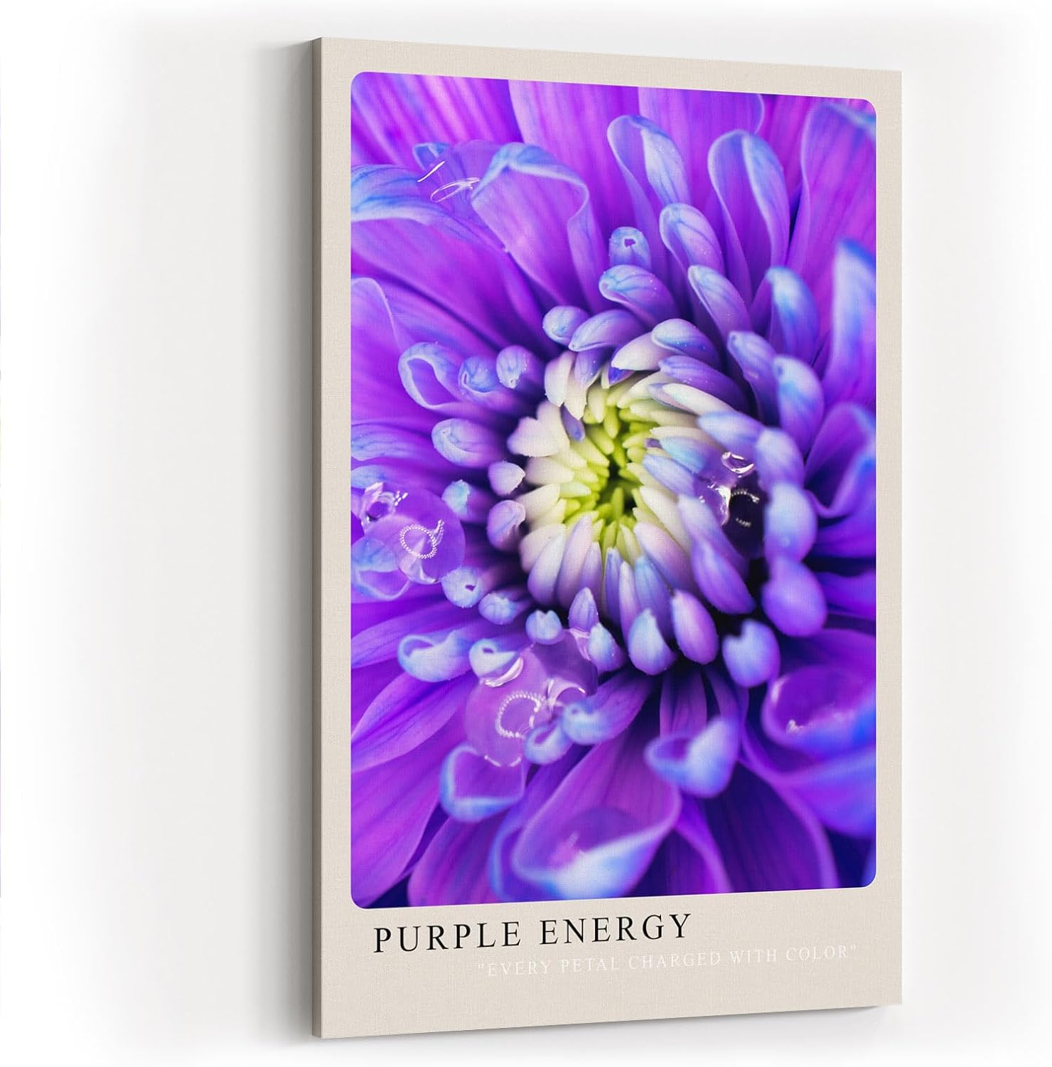 Paul Sinus Kunstdruck 40x60cm Purple Energy Blüte in Violett und Weiß Every Petal Charged with Color
