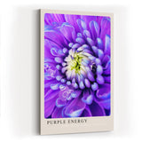Paul Sinus Kunstdruck 40x60cm Purple Energy Blüte in Violett und Weiß Every Petal Charged with Color