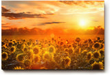 Sinus Art Wandbild 120x80cm Feld voller Sonnenblumen im goldenen Licht eines spektakulären Sonnenuntergangs