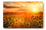 Sinus Art Wandbild 120x80cm Feld voller Sonnenblumen im goldenen Licht eines spektakulären Sonnenuntergangs