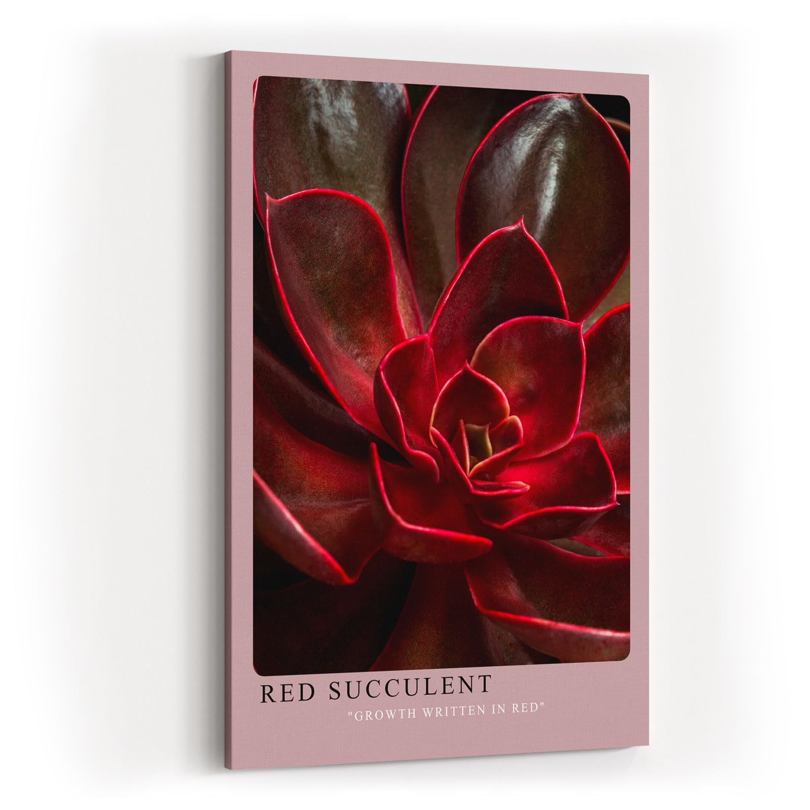 Paul Sinus Kunstdruck 40x60cm Red Succulent Makro Pflanze Dunkelrot Natur Sukkulente Struktur