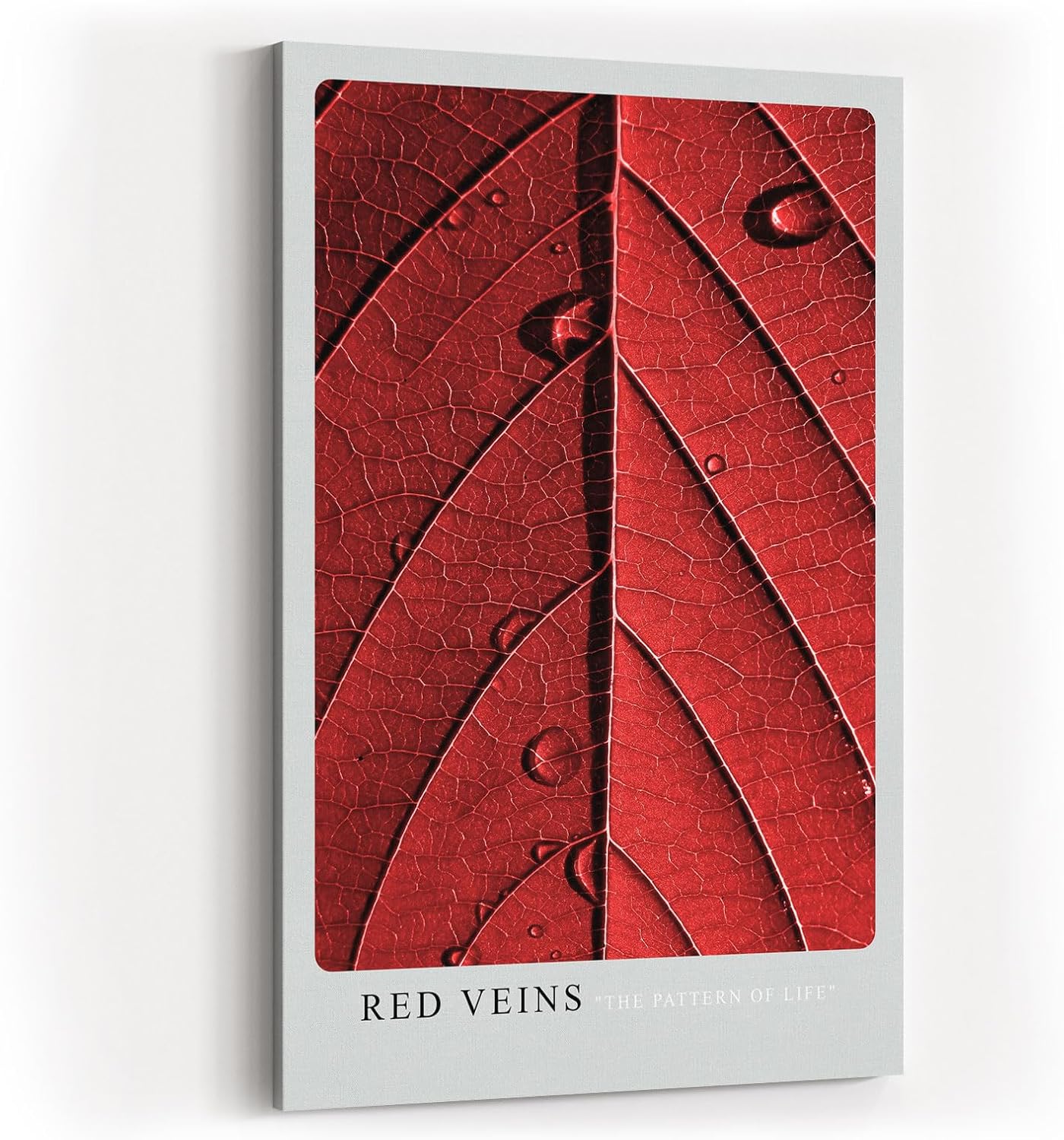Paul Sinus Kunstdruck 40x60cm Red Veins – Makroaufnahme eines roten Blattes mit strukturierten Adern und Wassertropfen