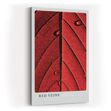 Paul Sinus Kunstdruck 40x60cm Red Veins – Makroaufnahme eines roten Blattes mit strukturierten Adern und Wassertropfen